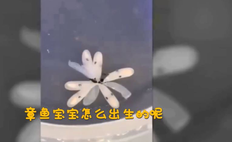 你知道章魚是怎麼出生的嗎？寶寶破卵而出下一秒「風雲變色」萌翻！
