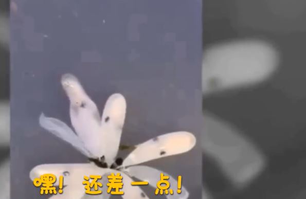你知道章魚是怎麼出生的嗎？寶寶破卵而出下一秒「風雲變色」萌翻！