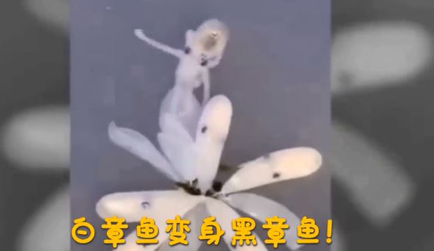 你知道章魚是怎麼出生的嗎？寶寶破卵而出下一秒「風雲變色」萌翻！