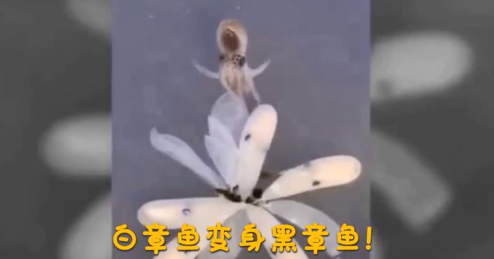 你知道章魚是怎麼出生的嗎？寶寶破卵而出下一秒「風雲變色」萌翻！