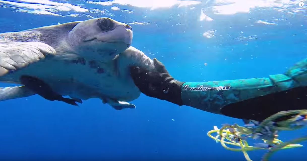 海龜被繩索纏住「男子仔細幫牠解開」重獲自由！以為牠要游走「下一秒衝向救命恩人」暖翻