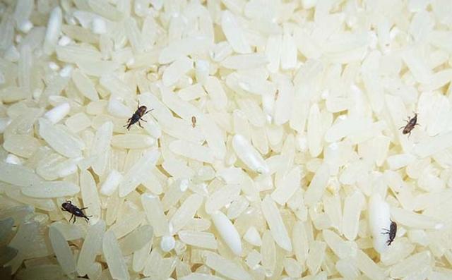 大米裡有米蟲怎麼辦？教你一招「放幾粒它進去」米蟲自己跑出來