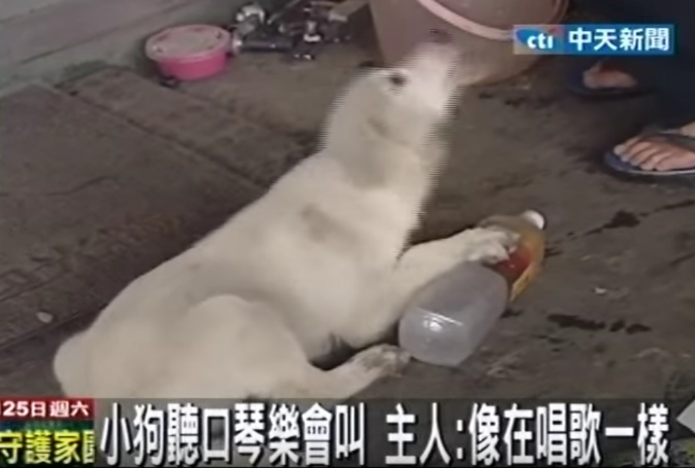 主人我好涼快～狗狗超怕熱「抱冰寶特瓶」替主人省電費  聽到口琴聲就「唱歌」萌翻