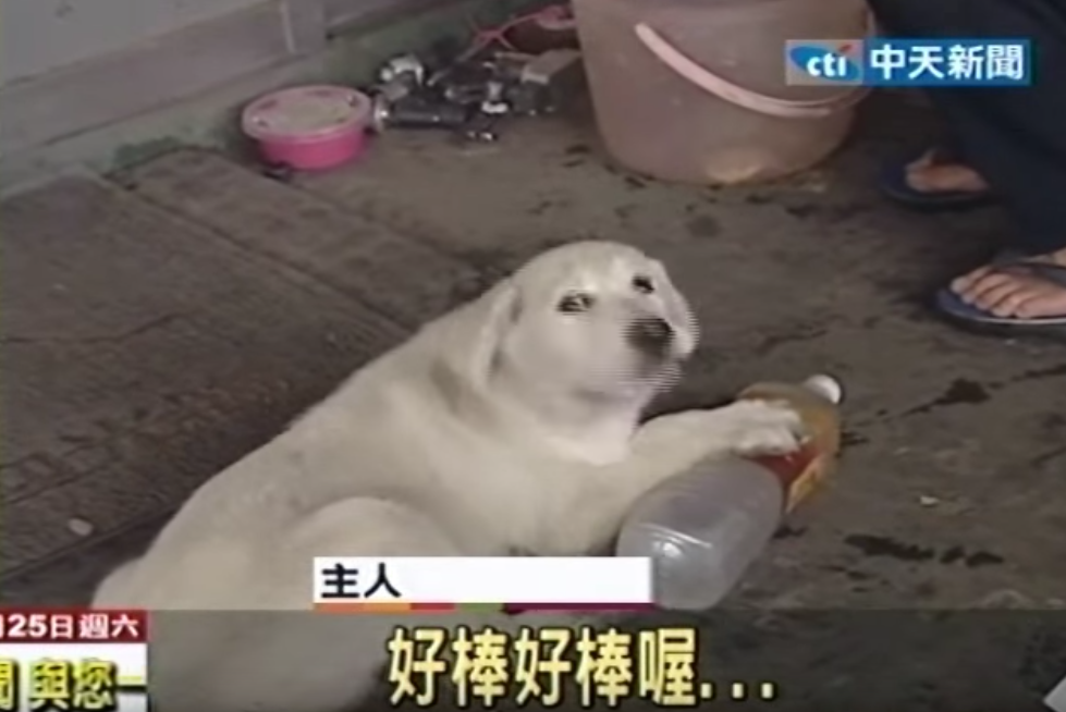 主人我好涼快～狗狗超怕熱「抱冰寶特瓶」替主人省電費  聽到口琴聲就「唱歌」萌翻