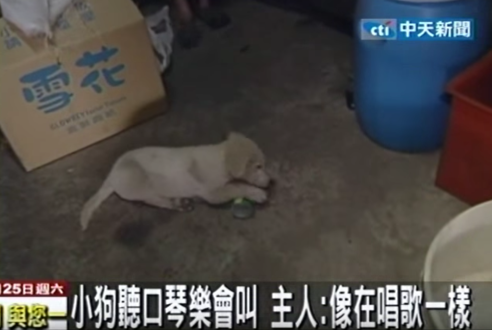 主人我好涼快～狗狗超怕熱「抱冰寶特瓶」替主人省電費  聽到口琴聲就「唱歌」萌翻