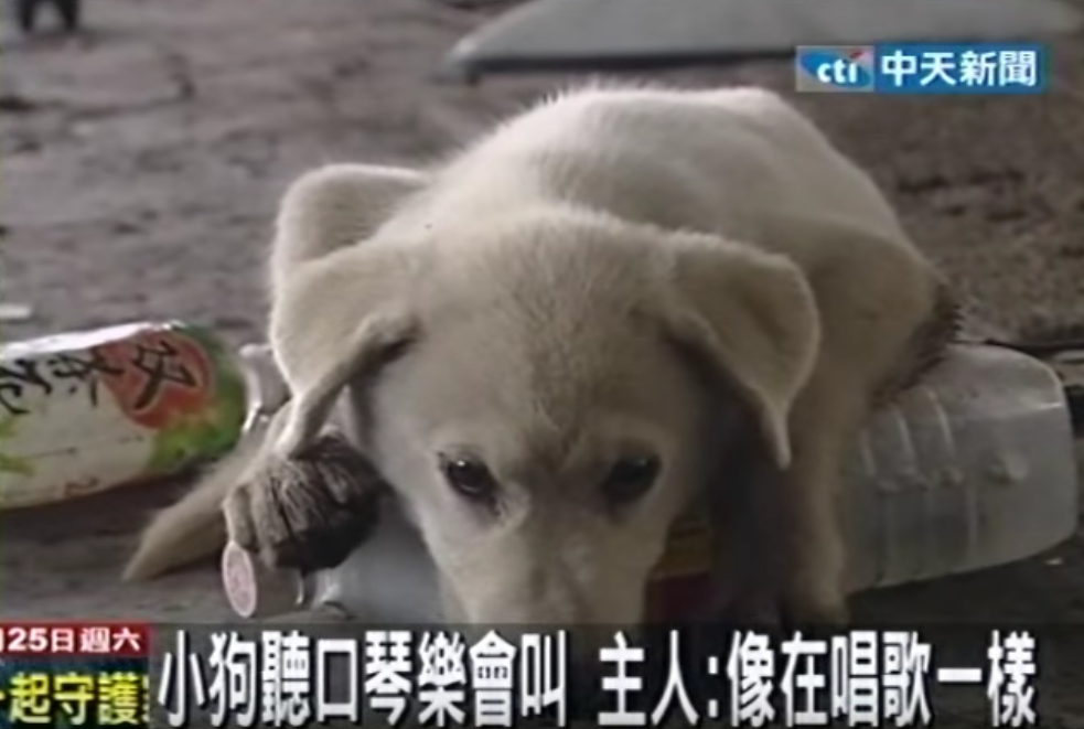 主人我好涼快～狗狗超怕熱「抱冰寶特瓶」替主人省電費  聽到口琴聲就「唱歌」萌翻