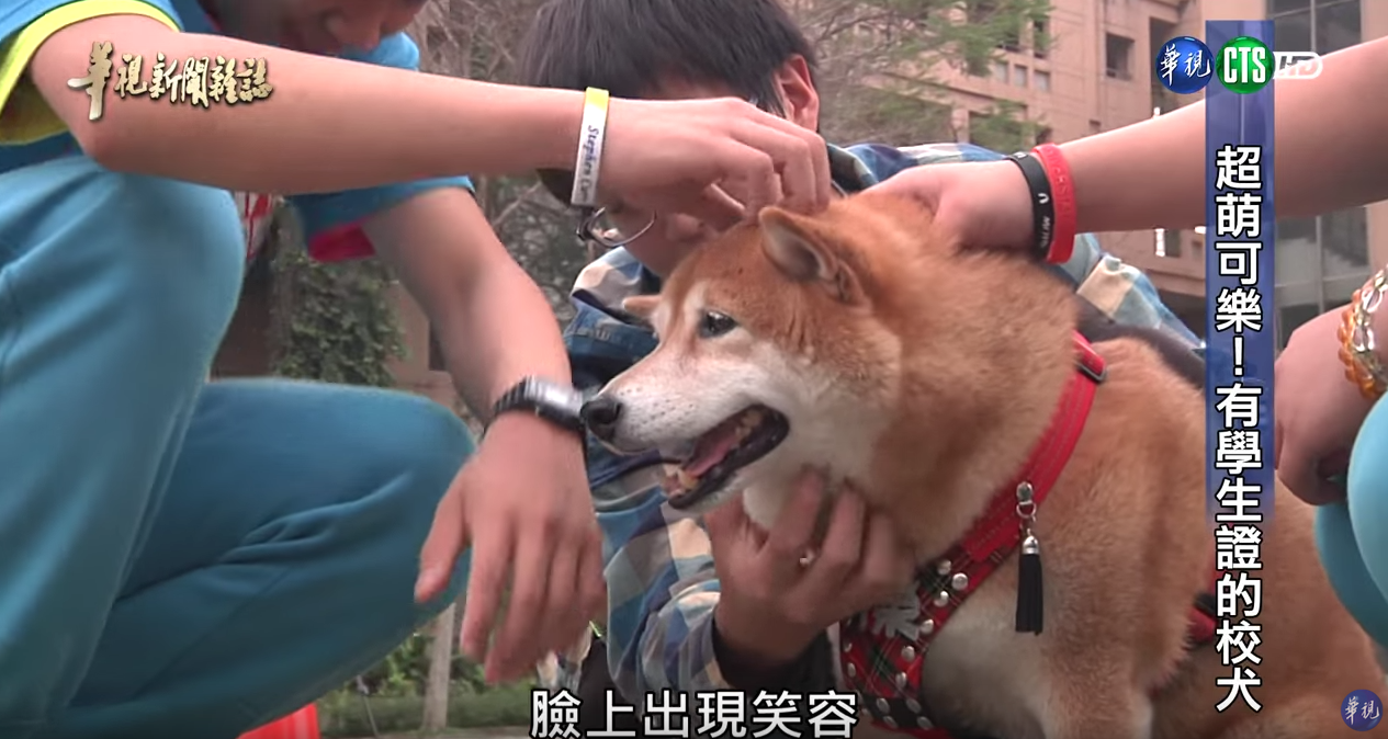 有學生證的超萌校犬！浪浪不請自來化身守護神「讓中輟生回來上課」：最棒生命教育