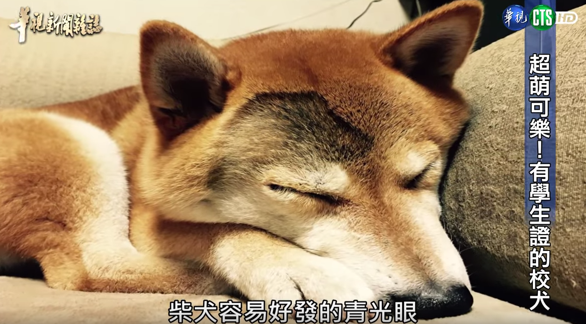 有學生證的超萌校犬！浪浪不請自來化身守護神「讓中輟生回來上課」：最棒生命教育
