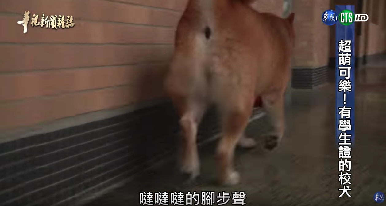 有學生證的超萌校犬！浪浪不請自來化身守護神「讓中輟生回來上課」：最棒生命教育