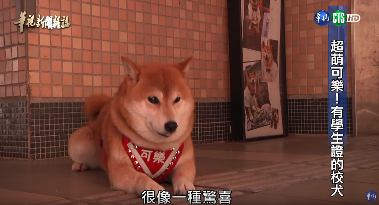有學生證的超萌校犬！浪浪不請自來化身守護神「讓中輟生回來上課」：最棒生命教育
