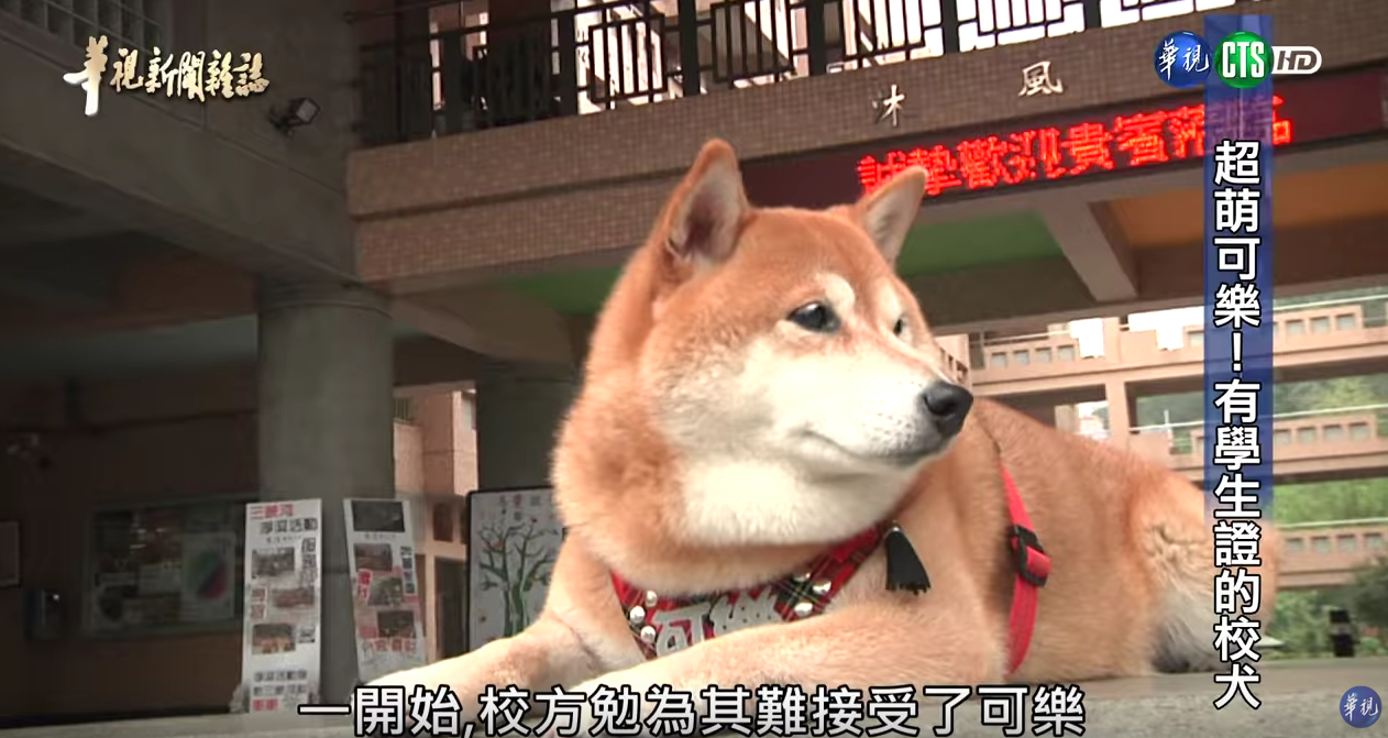 有學生證的超萌校犬！浪浪不請自來化身守護神「讓中輟生回來上課」：最棒生命教育