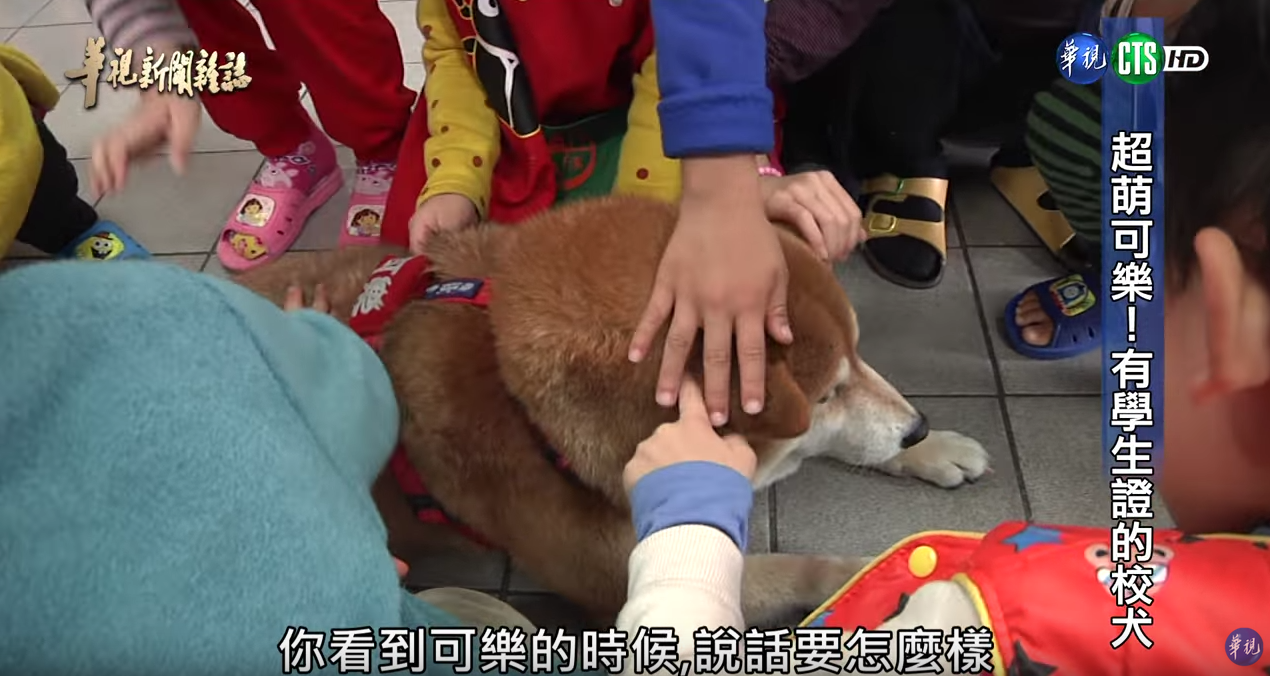 有學生證的超萌校犬！浪浪不請自來化身守護神「讓中輟生回來上課」：最棒生命教育