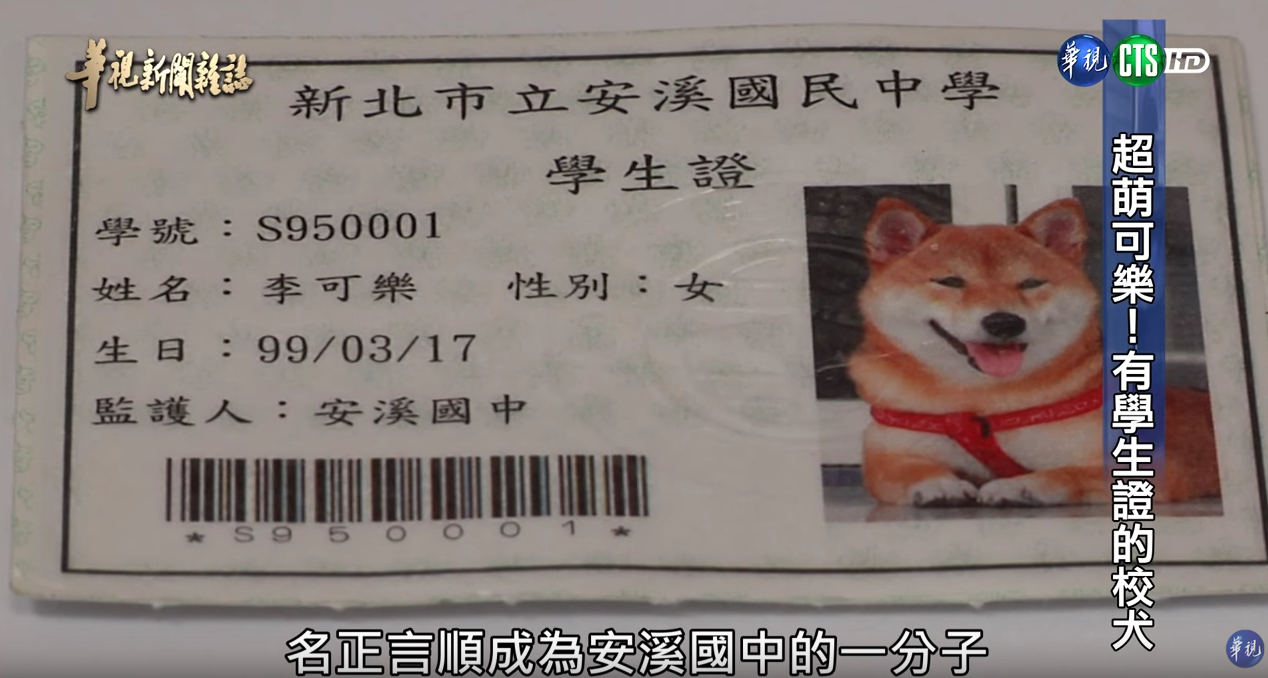有學生證的超萌校犬！浪浪不請自來化身守護神「讓中輟生回來上課」：最棒生命教育