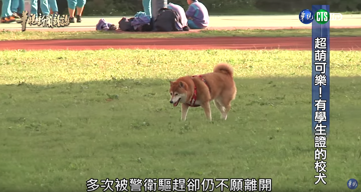 有學生證的超萌校犬！浪浪不請自來化身守護神「讓中輟生回來上課」：最棒生命教育