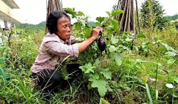 93歲嬤花光「3000萬積蓄」完成夢想瓷宮　富商出一億「買屋內6萬多件瓷器」她霸氣回絕