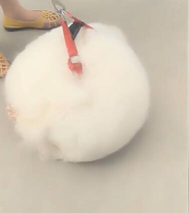 有人在遛一坨「圓滾滾棉花」！下秒「棉花突然展開」網笑：小白是你？