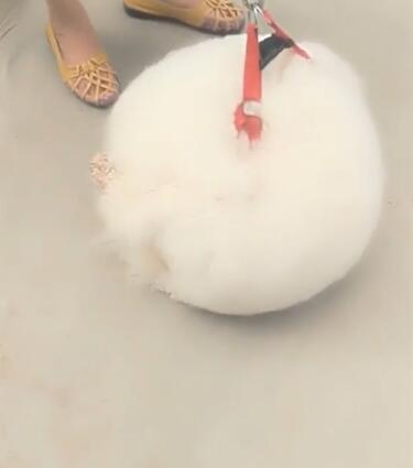 有人在遛一坨「圓滾滾棉花」！下秒「棉花突然展開」網笑：小白是你？