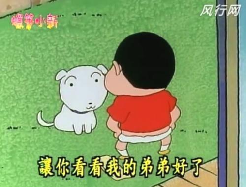 有人在遛一坨「圓滾滾棉花」！下秒「棉花突然展開」網笑：小白是你？