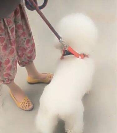 有人在遛一坨「圓滾滾棉花」！下秒「棉花突然展開」網笑：小白是你？