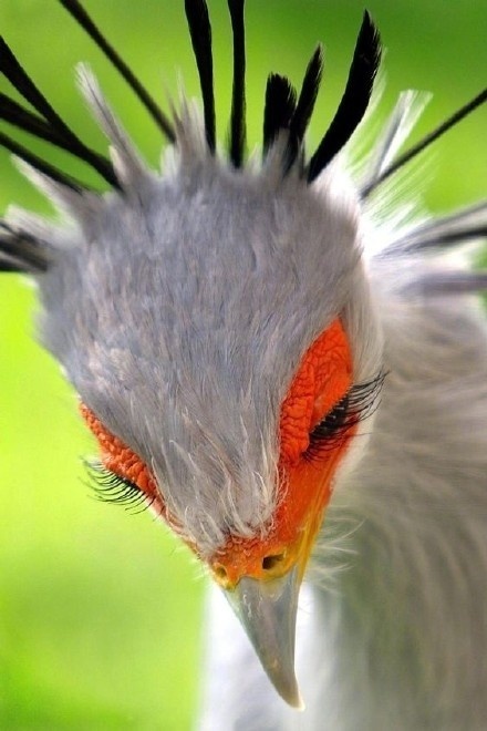 鳥界超級名模！逆天長腿「威猛無影腳」連蛇都剉勒等　一得知「牠的名字」難怪蛇怕牠