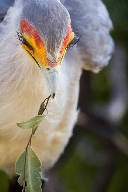 鳥界超級名模！逆天長腿「威猛無影腳」連蛇都剉勒等　一得知「牠的名字」難怪蛇怕牠