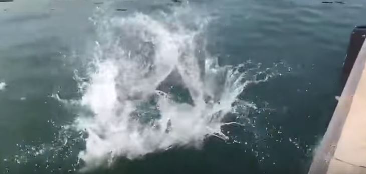 哥教你怎麼甩竿！老兄一副「驕傲臉」秀絕技給小弟看　下秒「連人帶竿消失」網笑：好會甩