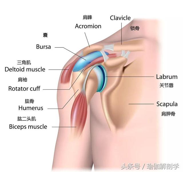 肩膀好僵硬怎麼辦？8個「全方位轉開肩膀」的拉伸動作　天天30秒不再頂扣扣