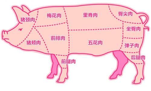 豬肉怎麼挑才對？一張圖教你「辨別豬的不同部位」  怎麼買都好吃不踩雷