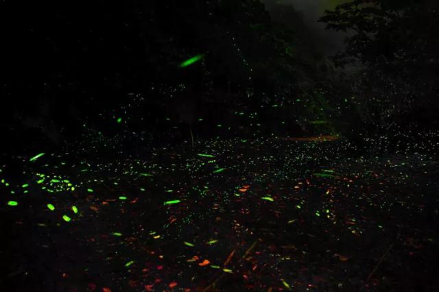 教授買下「苗栗10000㎡山頭」30年 夫妻協力守護山林：想讓自然界重新發展