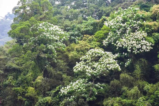 教授買下「苗栗10000㎡山頭」30年 夫妻協力守護山林：想讓自然界重新發展