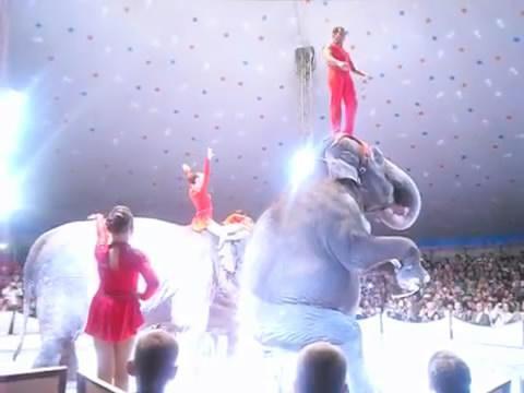 馬戲團「大象表演失足」從高處摔落　共患難同伴秒上前關心...網全看哭：一起抵制馬戲團！