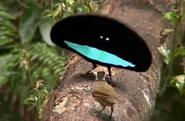全世界最黑！小萌鳥想把妹「跳舞秒變外星生物」　 對方嚇傻倒退：「再過來就報警」
