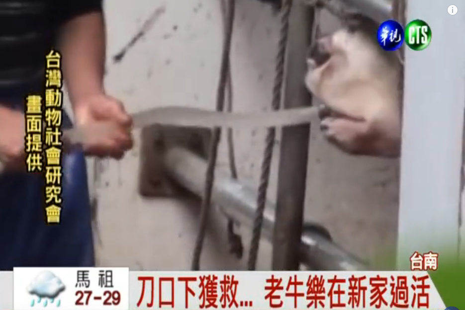 刀口下救了一條命！女子「花6萬買下老牛」包車連夜南下住新家：只願牠安享晚年