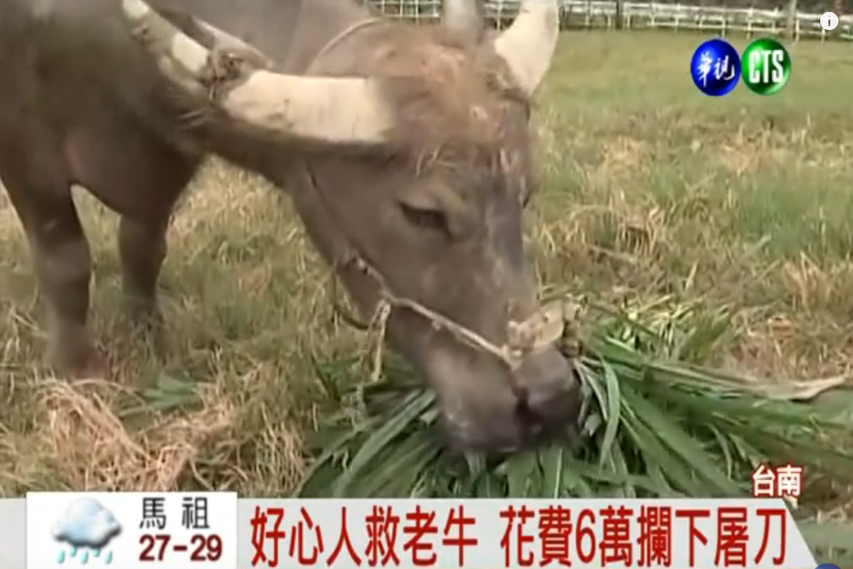 刀口下救了一條命！女子「花6萬買下老牛」包車連夜南下住新家：只願牠安享晚年