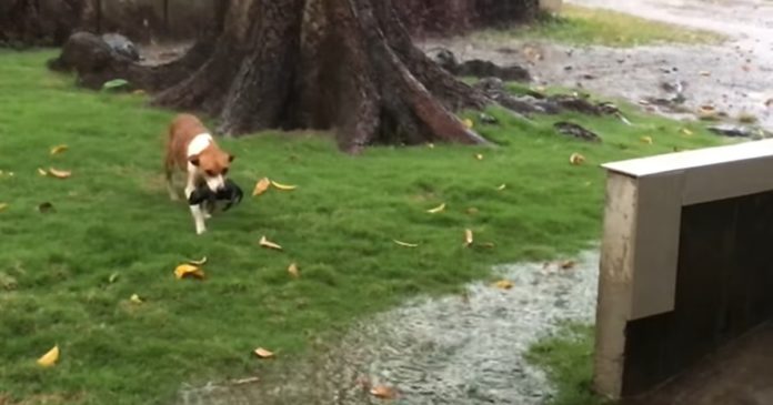 狗媽媽「為了救狗寶寶」大雨中來回衝刺　成功拯救後還不忘...網友看哭：母愛真偉大！