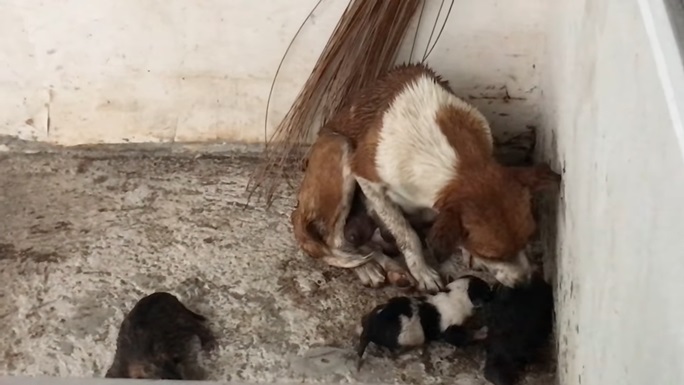 狗媽媽「為了救狗寶寶」大雨中來回衝刺　成功拯救後還不忘...網友看哭：母愛真偉大！