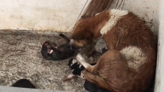 狗媽媽「為了救狗寶寶」大雨中來回衝刺　成功拯救後還不忘...網友看哭：母愛真偉大！