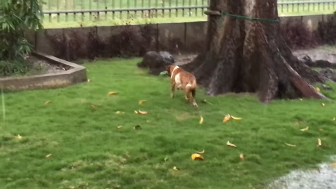 狗媽媽「為了救狗寶寶」大雨中來回衝刺　成功拯救後還不忘...網友看哭：母愛真偉大！