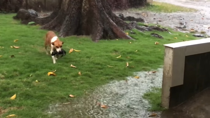 狗媽媽「為了救狗寶寶」大雨中來回衝刺　成功拯救後還不忘...網友看哭：母愛真偉大！