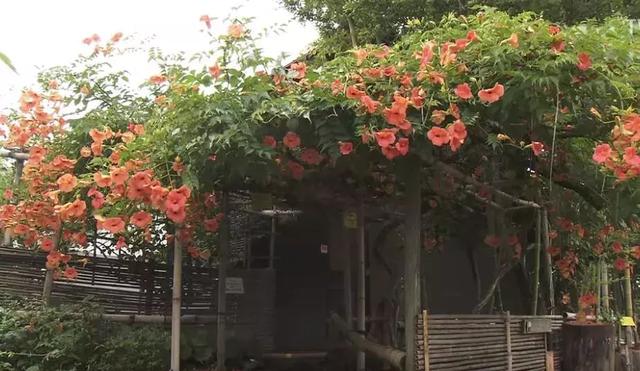 人生的果實越久越美好！日本夫妻「相伴65年」 攜手種菜互相提醒：衰老不代表伴隨痛苦
