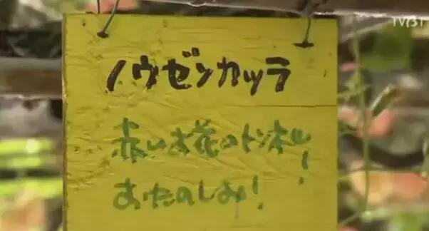 人生的果實越久越美好！日本夫妻「相伴65年」 攜手種菜互相提醒：衰老不代表伴隨痛苦