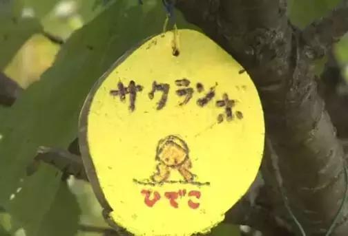 人生的果實越久越美好！日本夫妻「相伴65年」 攜手種菜互相提醒：衰老不代表伴隨痛苦