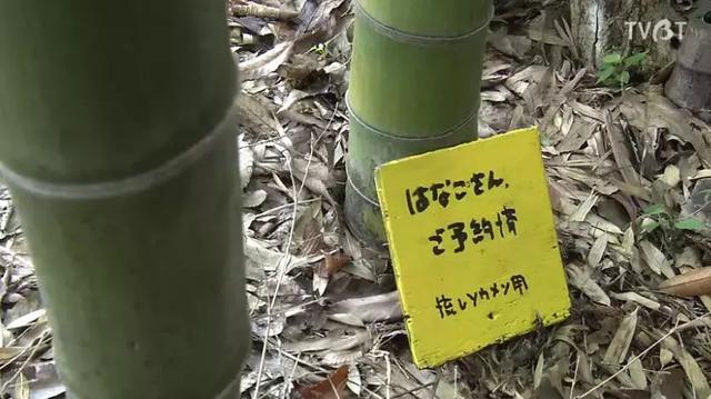 人生的果實越久越美好！日本夫妻「相伴65年」 攜手種菜互相提醒：衰老不代表伴隨痛苦