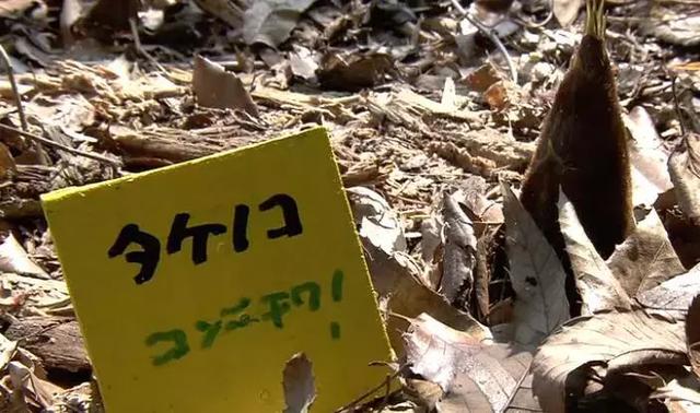 人生的果實越久越美好！日本夫妻「相伴65年」 攜手種菜互相提醒：衰老不代表伴隨痛苦