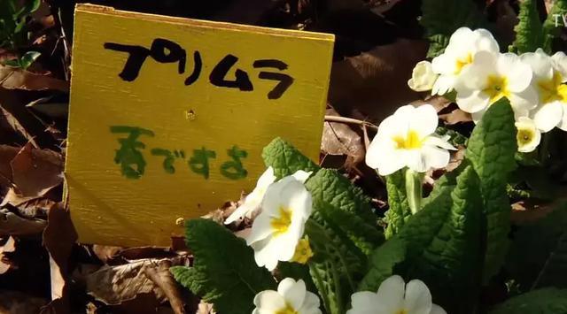 人生的果實越久越美好！日本夫妻「相伴65年」 攜手種菜互相提醒：衰老不代表伴隨痛苦