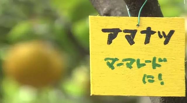 人生的果實越久越美好！日本夫妻「相伴65年」 攜手種菜互相提醒：衰老不代表伴隨痛苦