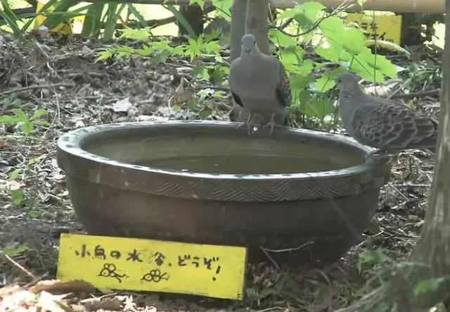 人生的果實越久越美好！日本夫妻「相伴65年」 攜手種菜互相提醒：衰老不代表伴隨痛苦