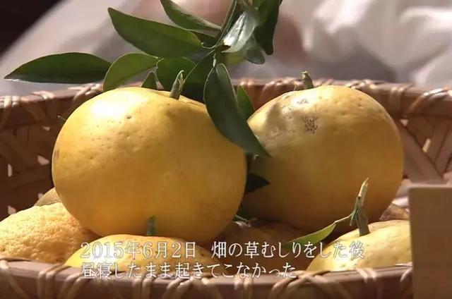 人生的果實越久越美好！日本夫妻「相伴65年」 攜手種菜互相提醒：衰老不代表伴隨痛苦