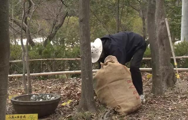 人生的果實越久越美好！日本夫妻「相伴65年」 攜手種菜互相提醒：衰老不代表伴隨痛苦