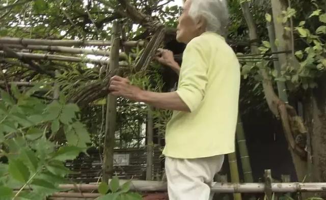 人生的果實越久越美好！日本夫妻「相伴65年」 攜手種菜互相提醒：衰老不代表伴隨痛苦
